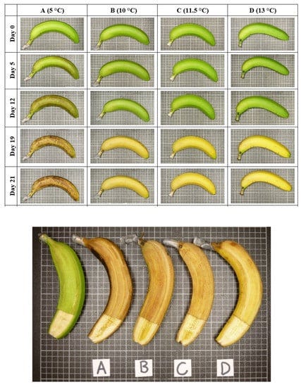 Applied Sciences | Free Full-Text | Comprehensive Assessment of the  Dynamics of Banana Chilling Injury by Advanced Optical Techniques