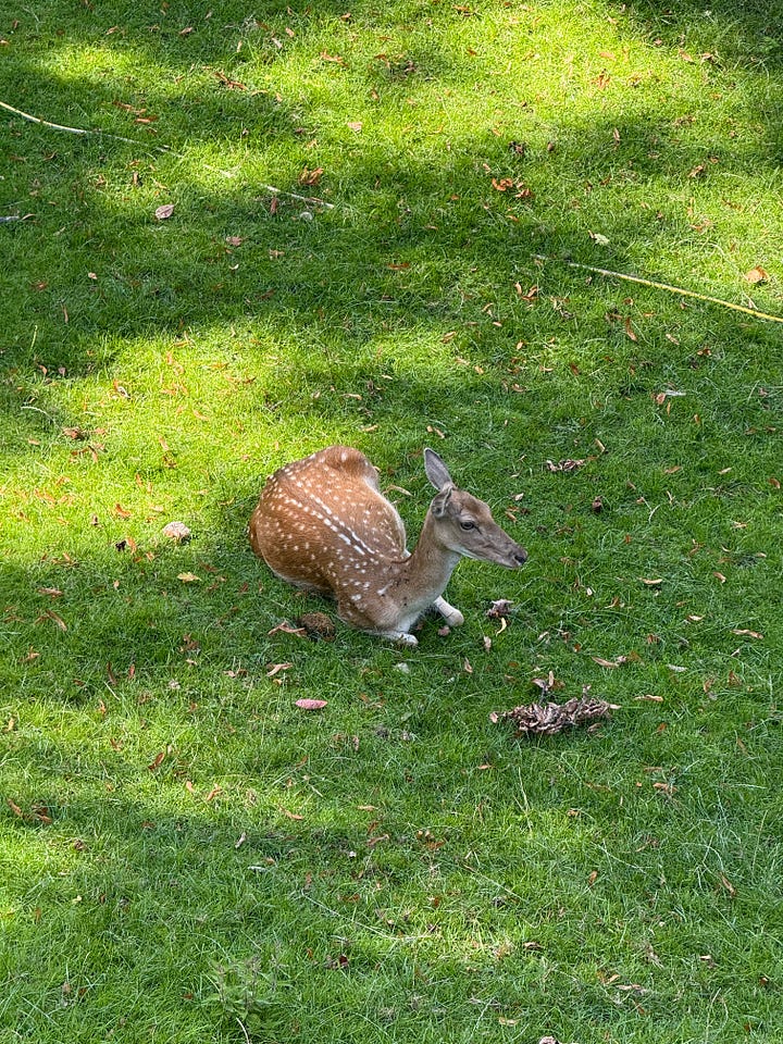 Rapperswil Deer Park