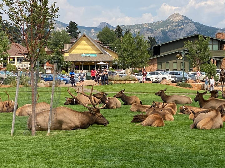 The elk are everywhere in Estes Park and RMNP!