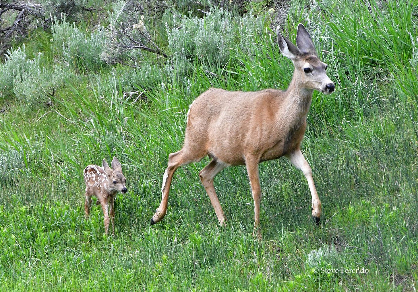 "Natural World" Through My Camera: MULE DEER DOE with FAWN "Natural World" Through My Camera: MULE DEER DOE with FAWN