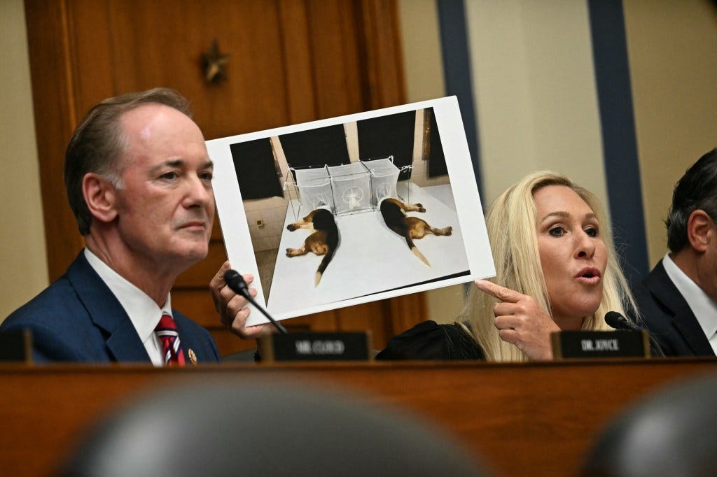 Representative Marjorie Taylor-Greene, Republican of Georgia, holds up an image of an experimentation with dogs, as she questions Dr. Anthony Fauci, former director of the National Institute of Allergy and Infectious Diseases during a House Select Subcommittee on the Coronavirus Pandemic hearing on Capitol Hill, in Washington, DC, June 3, 2024.