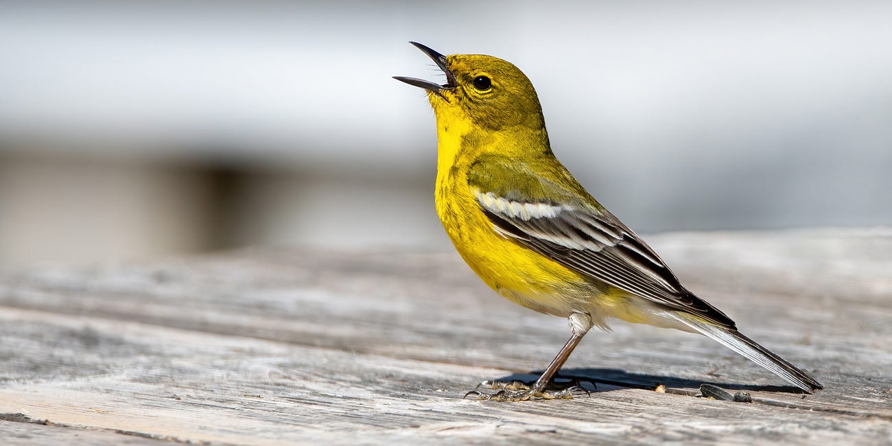 Pine Warbler