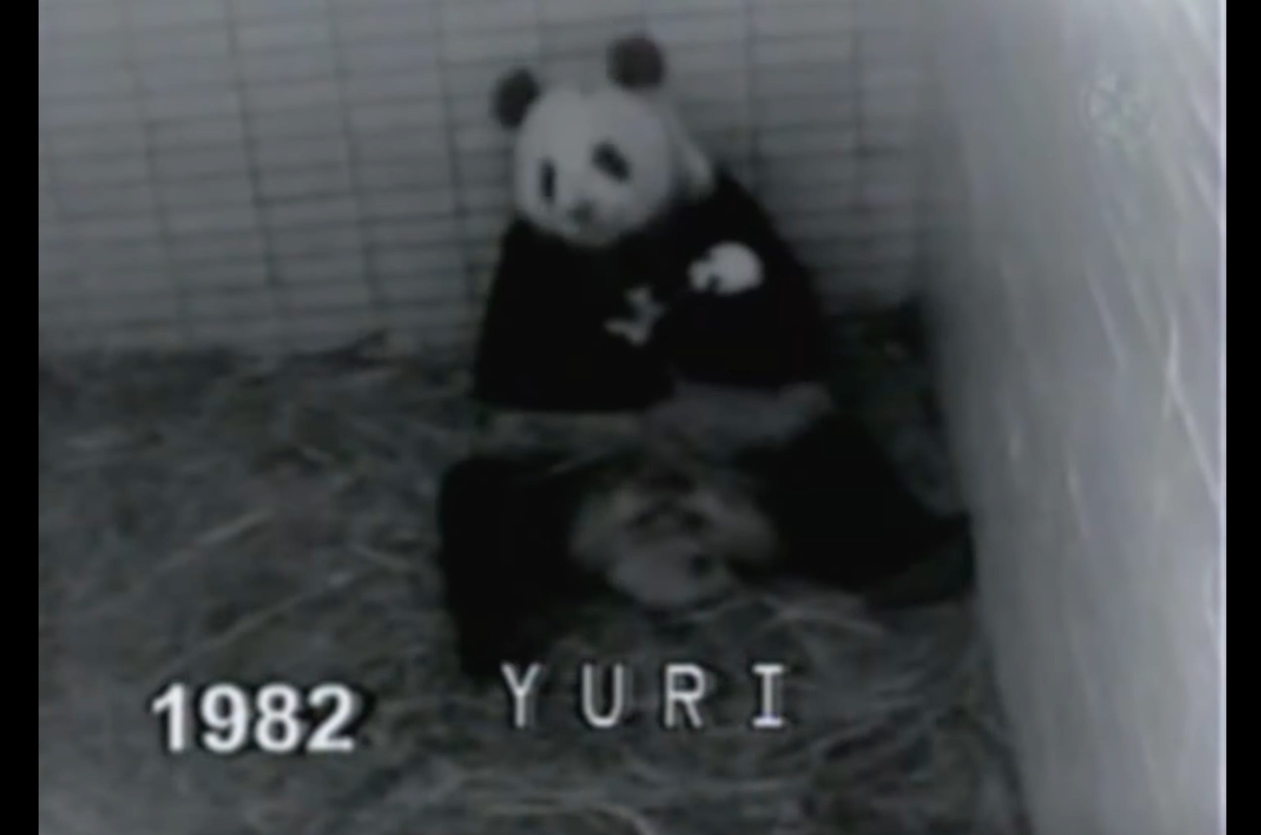 Meeting Mexico's last panda and postponing the final goodbye