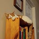 Catnap Corner
