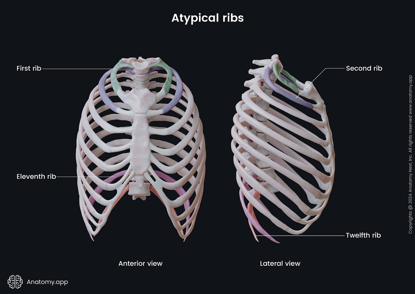 Ribs | Anatomy.app Ribs | Anatomy.app