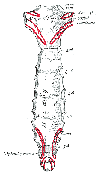 Xiphoid process - Wikipedia