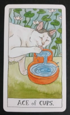 2019 Cat Tarot Card By Megan Lynn Kott Ace Of Cups