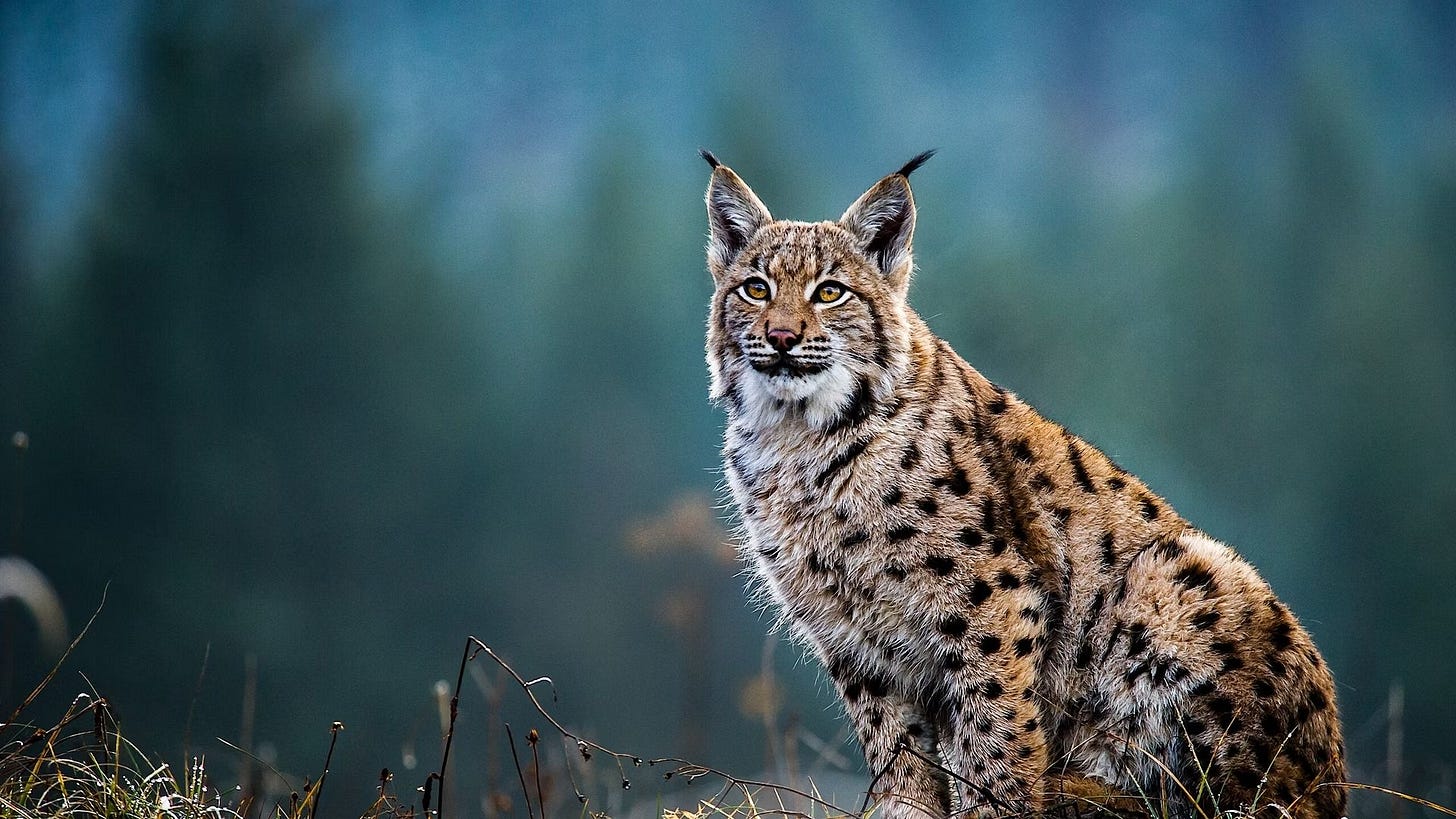 The elusive lynx © Tomas Hulik / Shutterstock