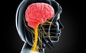 What's Autonomic Nervous System? How It ...