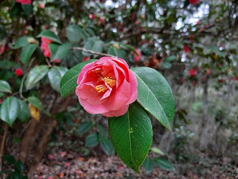 A white flower and two pink flowers in bloom at Hampton Plantation.