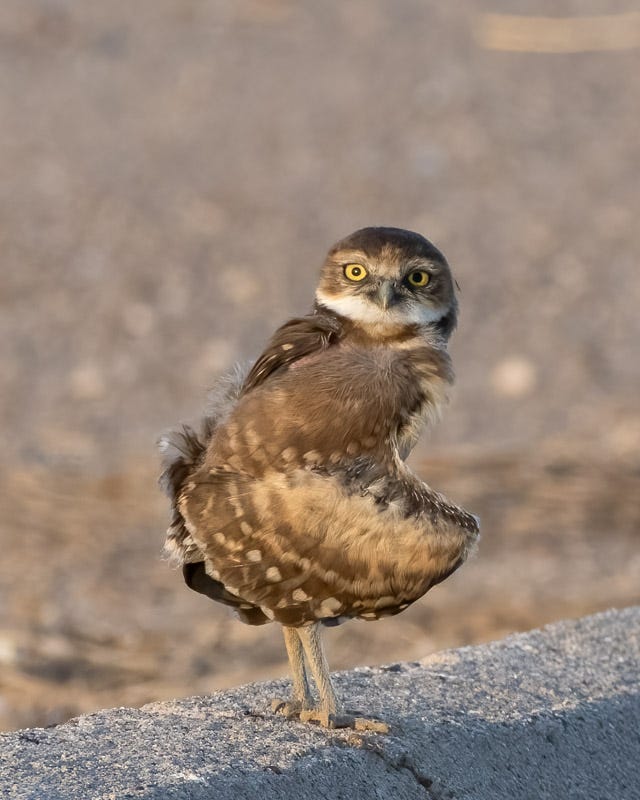 20250725-Marana-37-Edit.jpg 20250725-Marana-37-Edit.jpg