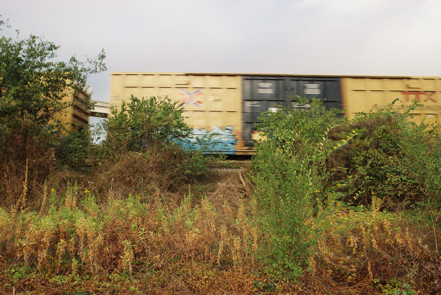 Freight train in motion behind wild native plants