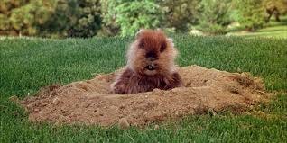 Was The Gopher From Caddyshack All In ...