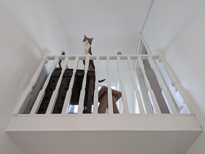 Two pictures of a grey mackerel tabby named Joi. One he is standing on the edge of a staircase banister looking down ominously, on the other, he's supervising our unpacking job whilst sitting on flattened pieces of packing paper. 