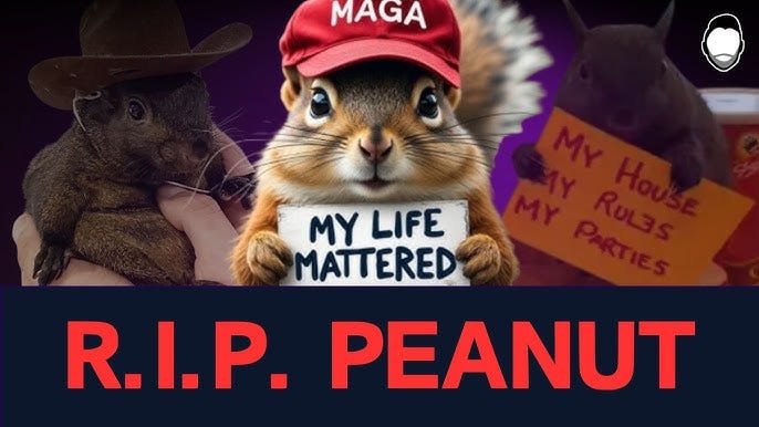 R.I.P. Peanut: Government Execution Ignites MAGA Meme Firestorm - YouTube