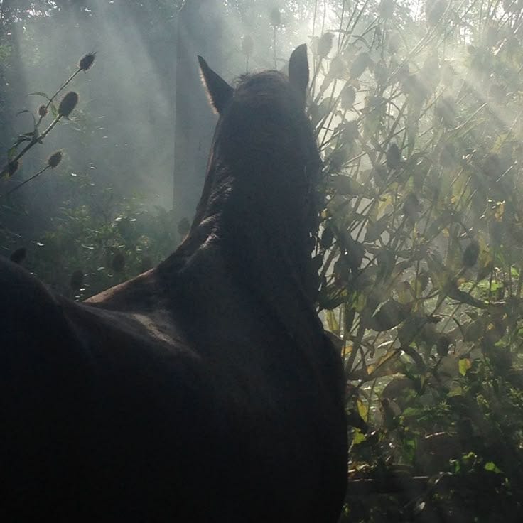 أُسْــــــــوَةٌ