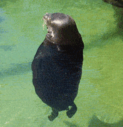 A gif of a seal, upright, rotating