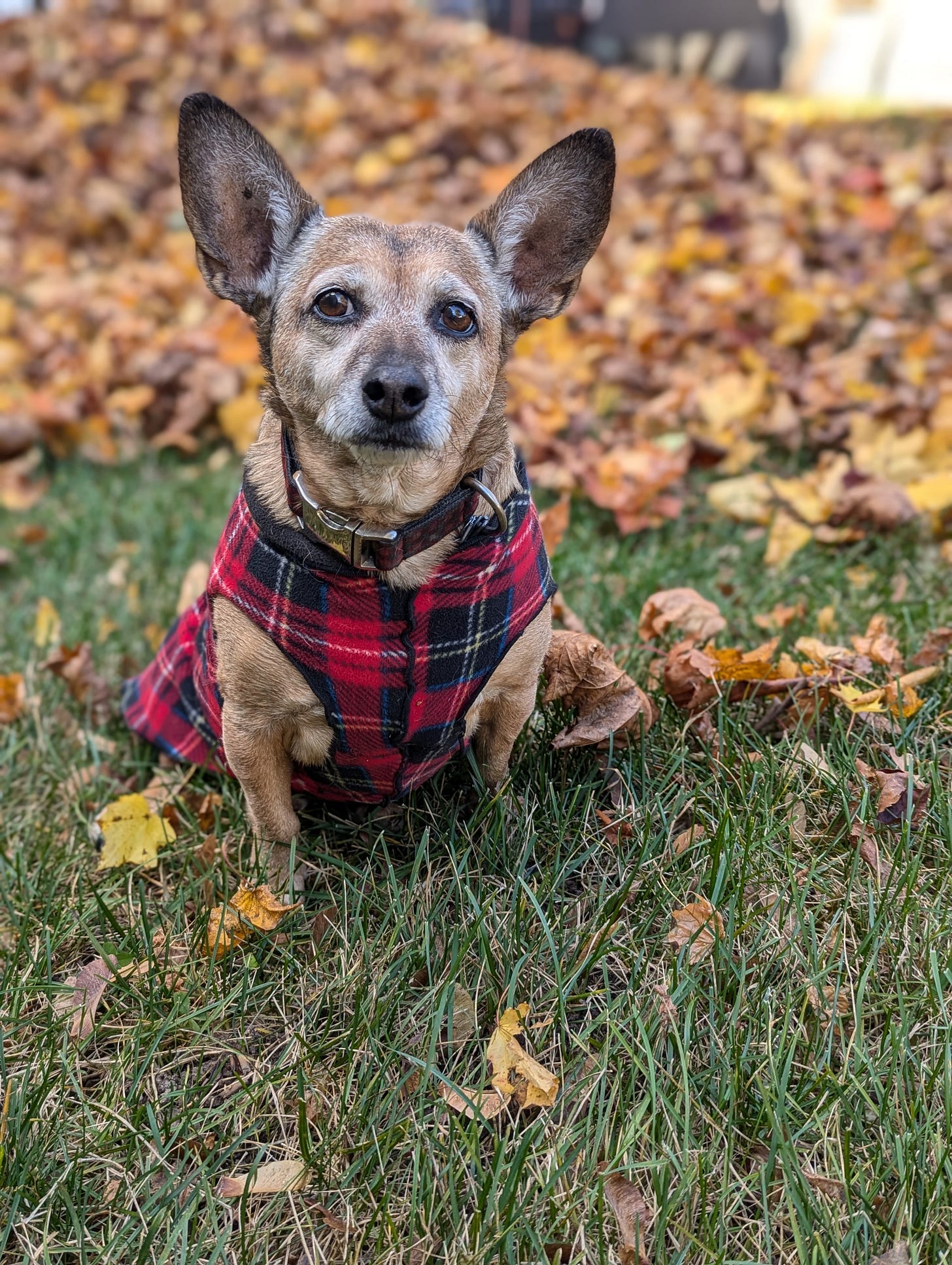 My extremely adorable small brown dog with big ears, wearing a red plaid fleece jacket, standing in front of a leaf pile, making a face that says he is hopeful yet potentially disappointed.