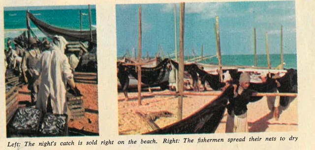A collection of photographs from 1956 by David Douglas Duncan depicting Palestinian fishermen in Gaza. The images show men hauling their boat ashore after a night at sea, launching the sardine fleet at dusk, selling fresh catch directly on the beach, drying and mending nets, and preparing for another night’s work. These scenes reflect the enduring reliance on the sea for survival, even under the looming pressures of conflict and blockade.