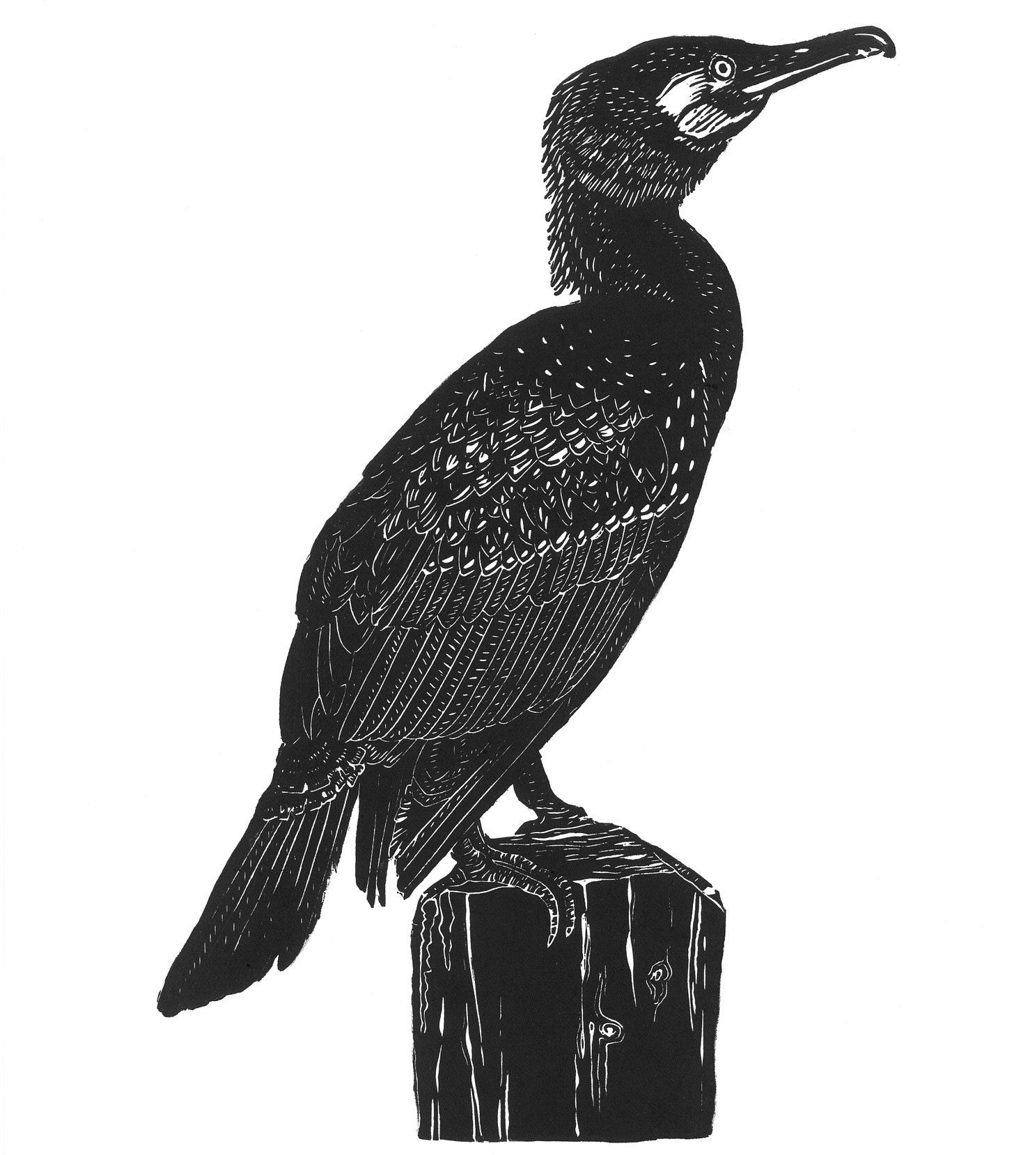 Cormorant linocut print Cormorant linocut print