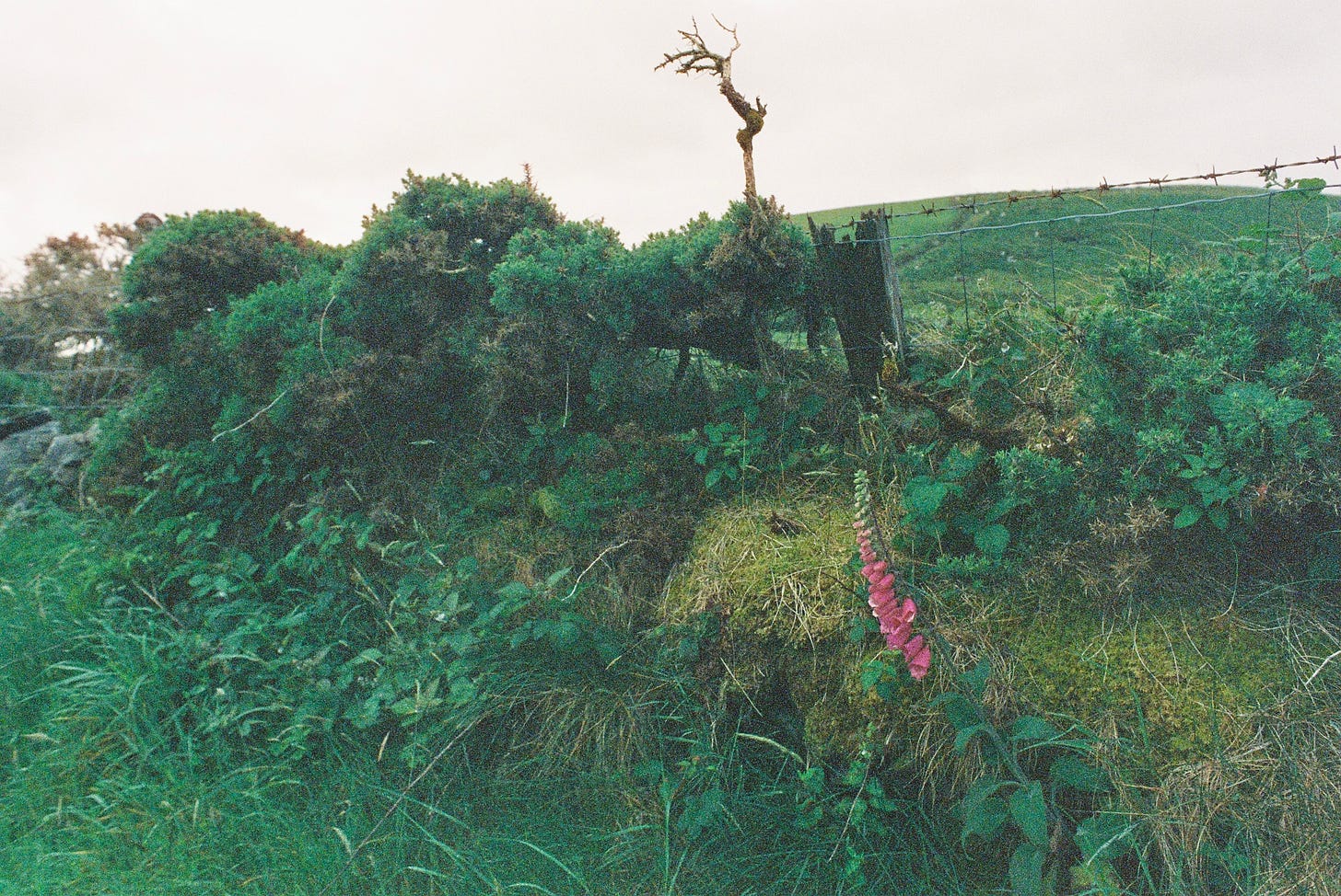 Irish hedgerow dense with vegetation