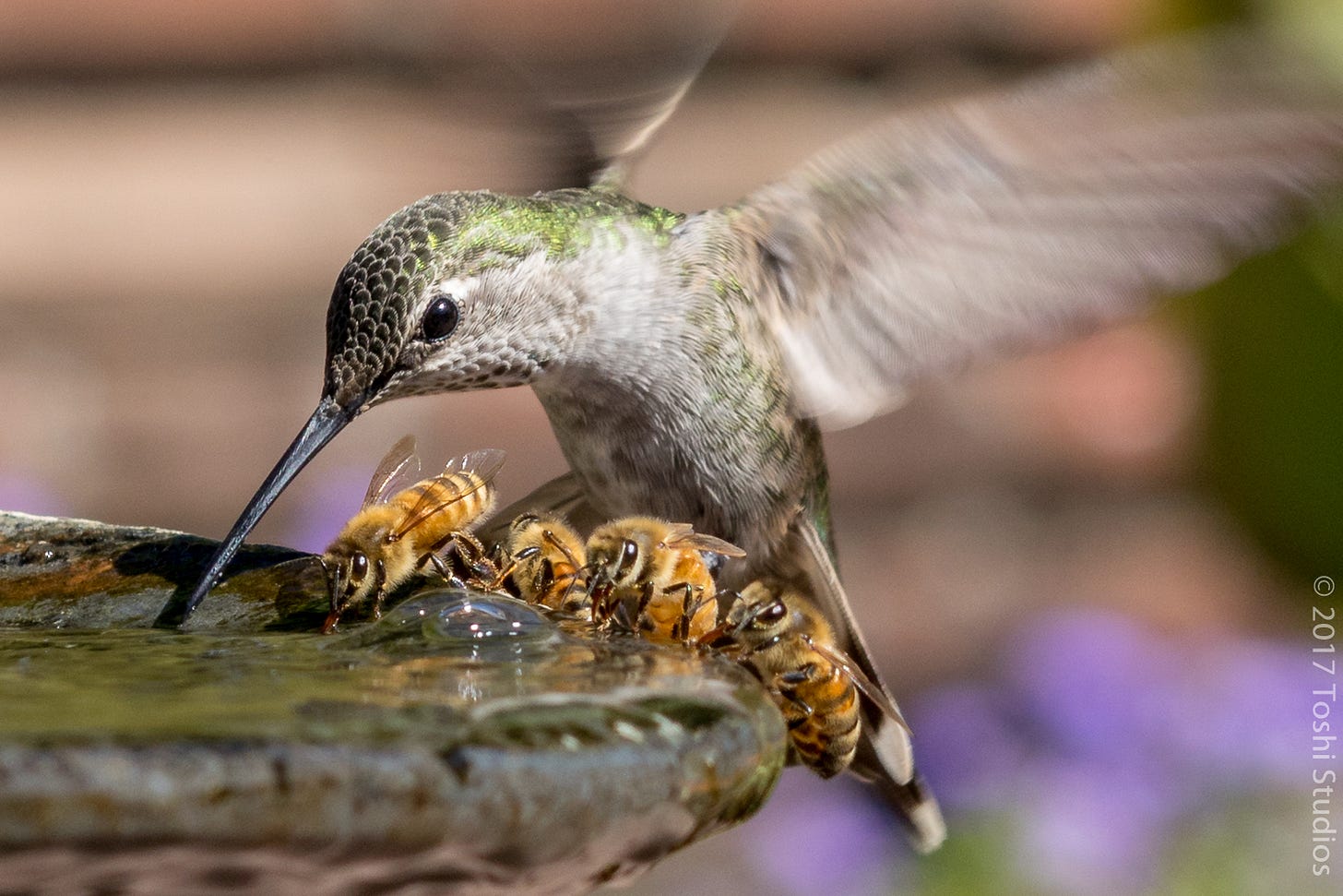 Hummingbird and Four Bees