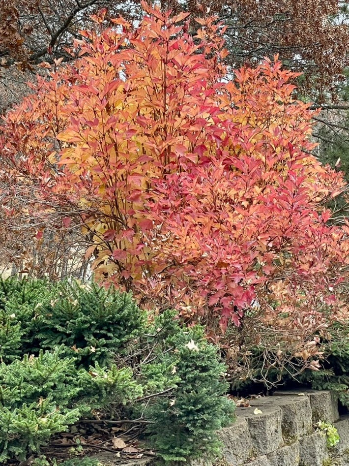 A tree with red leaves

Description automatically generated