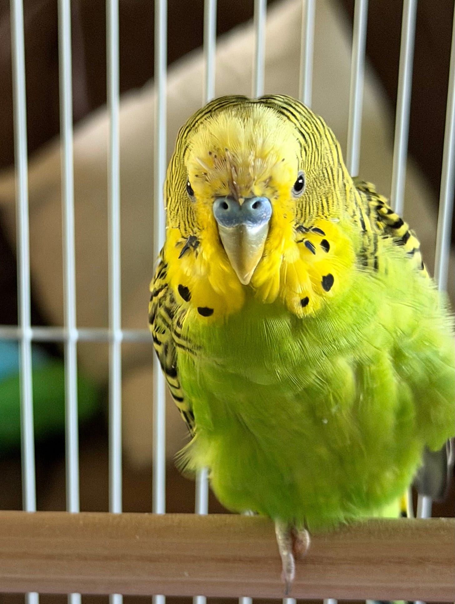 A green and yellow budgie with tons of pin feathers on his head, showing big scroogly