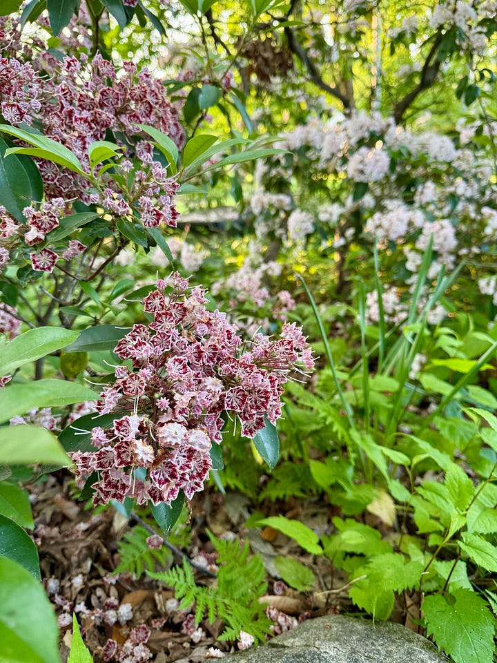 We have two colors of Mountain Laurel in this spot, with the paler one having already been here when we came in 2013. 