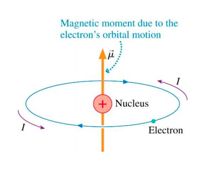Solved In the semi-classical Bohr model of the hydrogen | Chegg.com