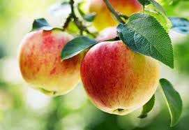 Apple | Description, Cultivation ...