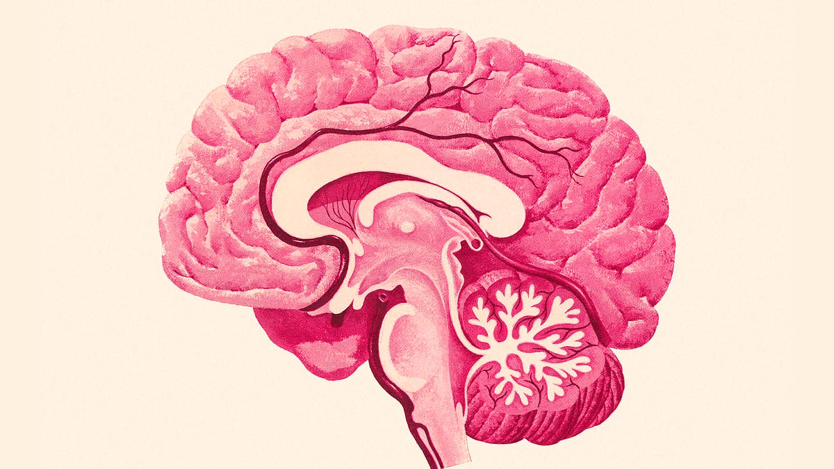 Does your brain need creatine?