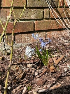 small blue and white scilla