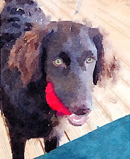 Oliver by J. Hulsey Oliver dog with ball