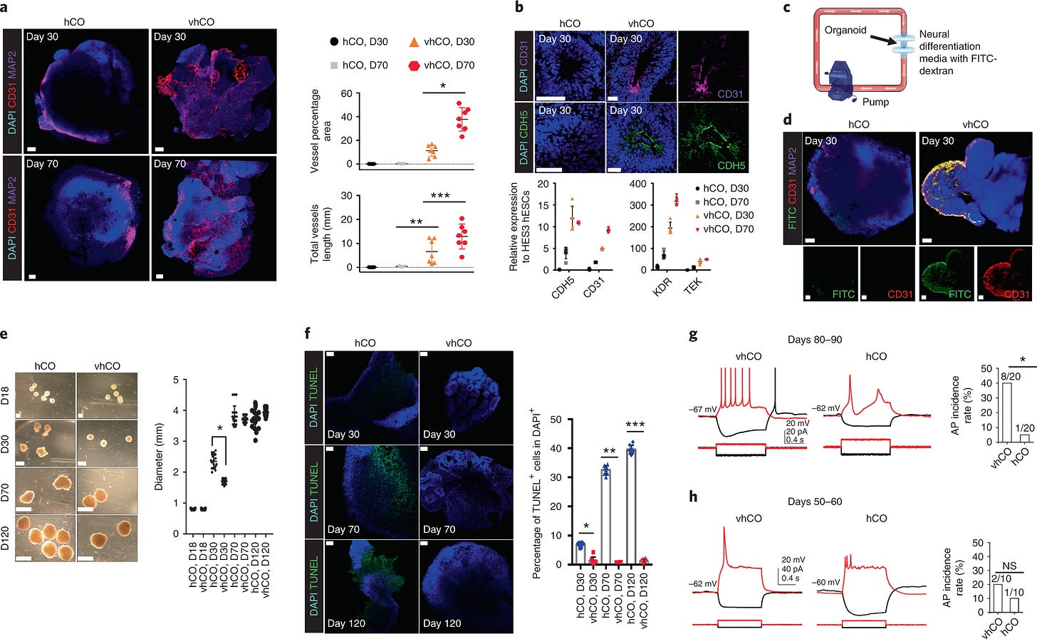 https://www.nature.com/articles/s41592-019-0586-5 - Vascularized multi-region brain organoid showing integrated blood vessels and endothelial networks