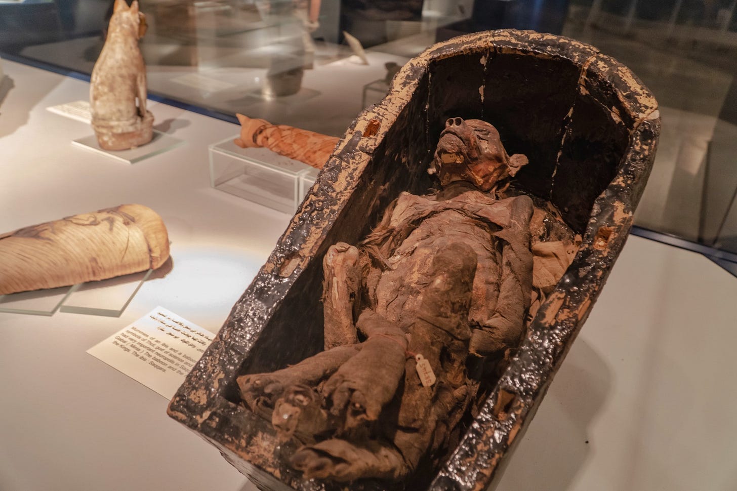 r/ArtefactPorn - A mummified baboon from Ancient Egypt, where the animals were worshipped…and sometimes used as cops (OC, Info in comments) [6000x4000]