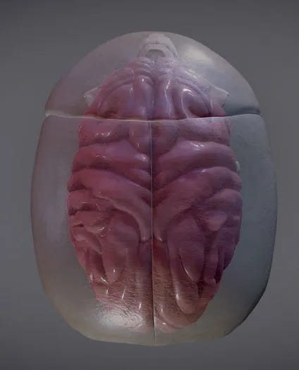 This 3D model was created by CGTrader and shows the exact relationship between the brain and the skeletal system.