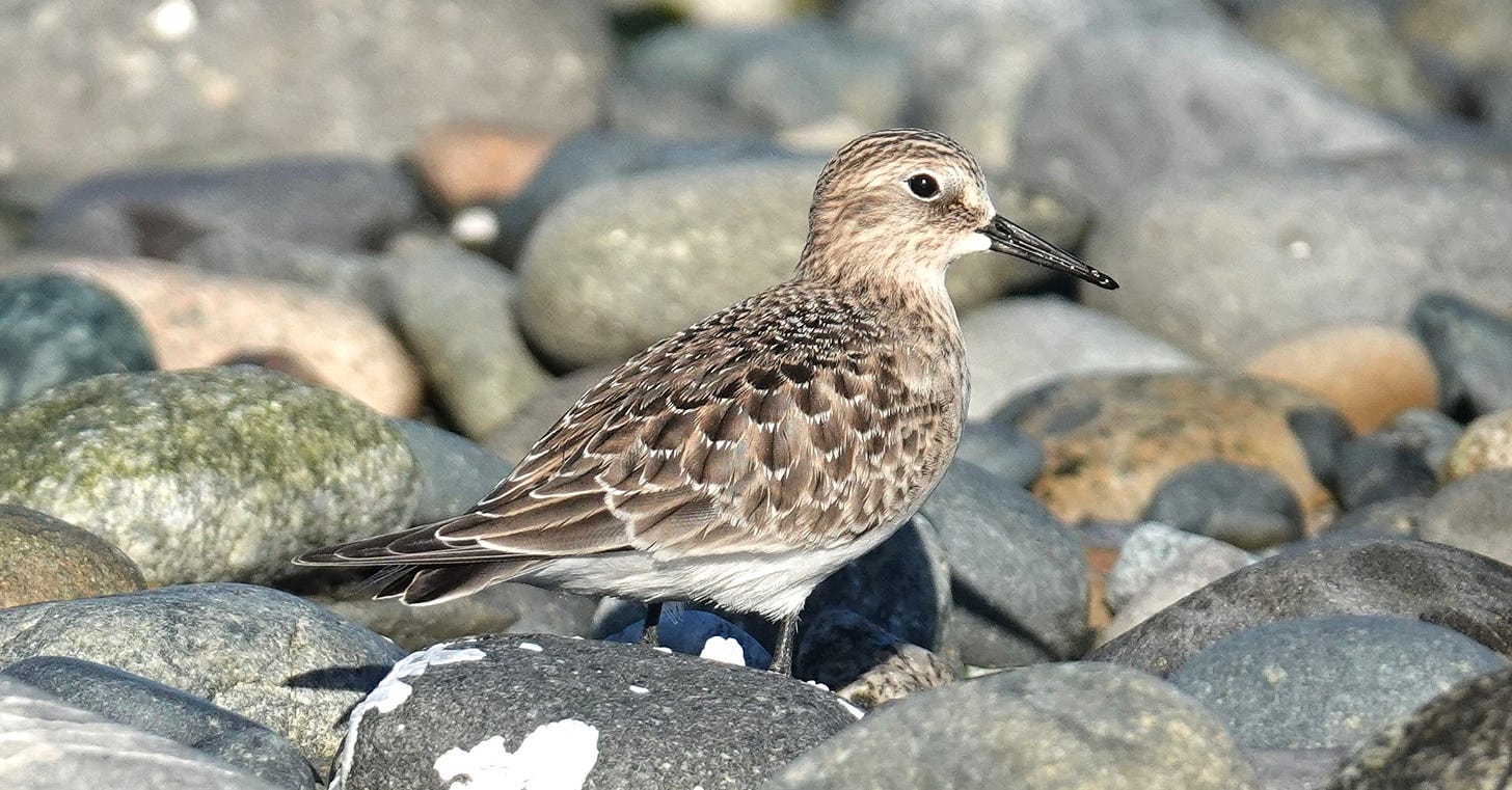 Baird’s Sandpiper pic Baird’s Sandpiper pic