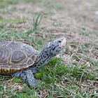 "Patch by Patch, the Habitat is Being Erased" - Diamondback Terrapins with Dr. John Aguiar