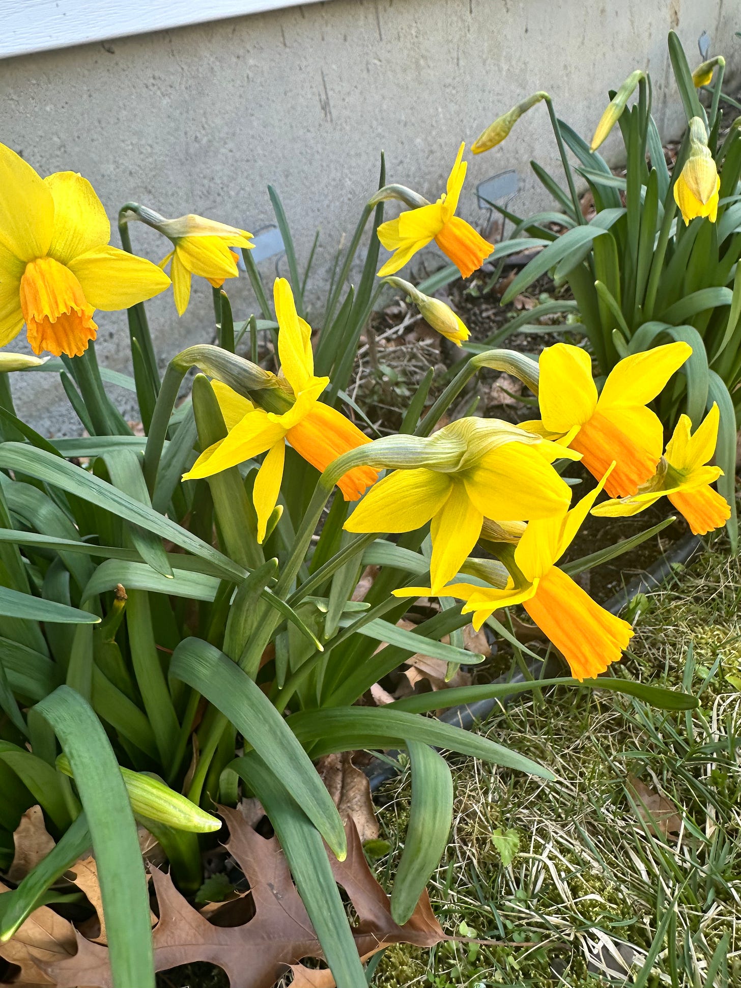 jonquils with yellow petals and orange cups