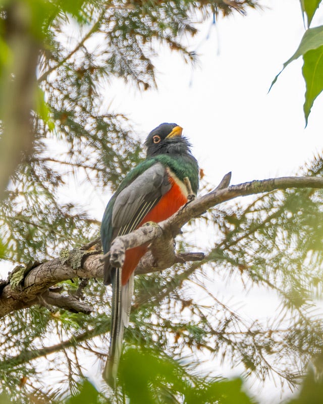 20260422-Chiricahuas-994-Edit.jpg