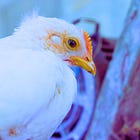 U.K.-China Gain-of-Function Creates Airborne Bird Flu Viruses Capable of Infecting Humans and Other Mammals: 'Journal of Virology'
