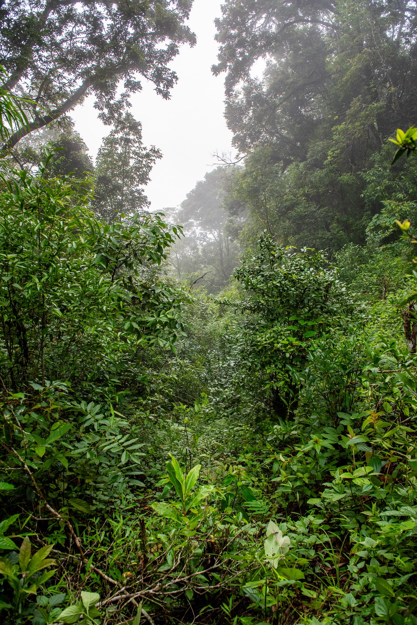 ID: Misty tea forest