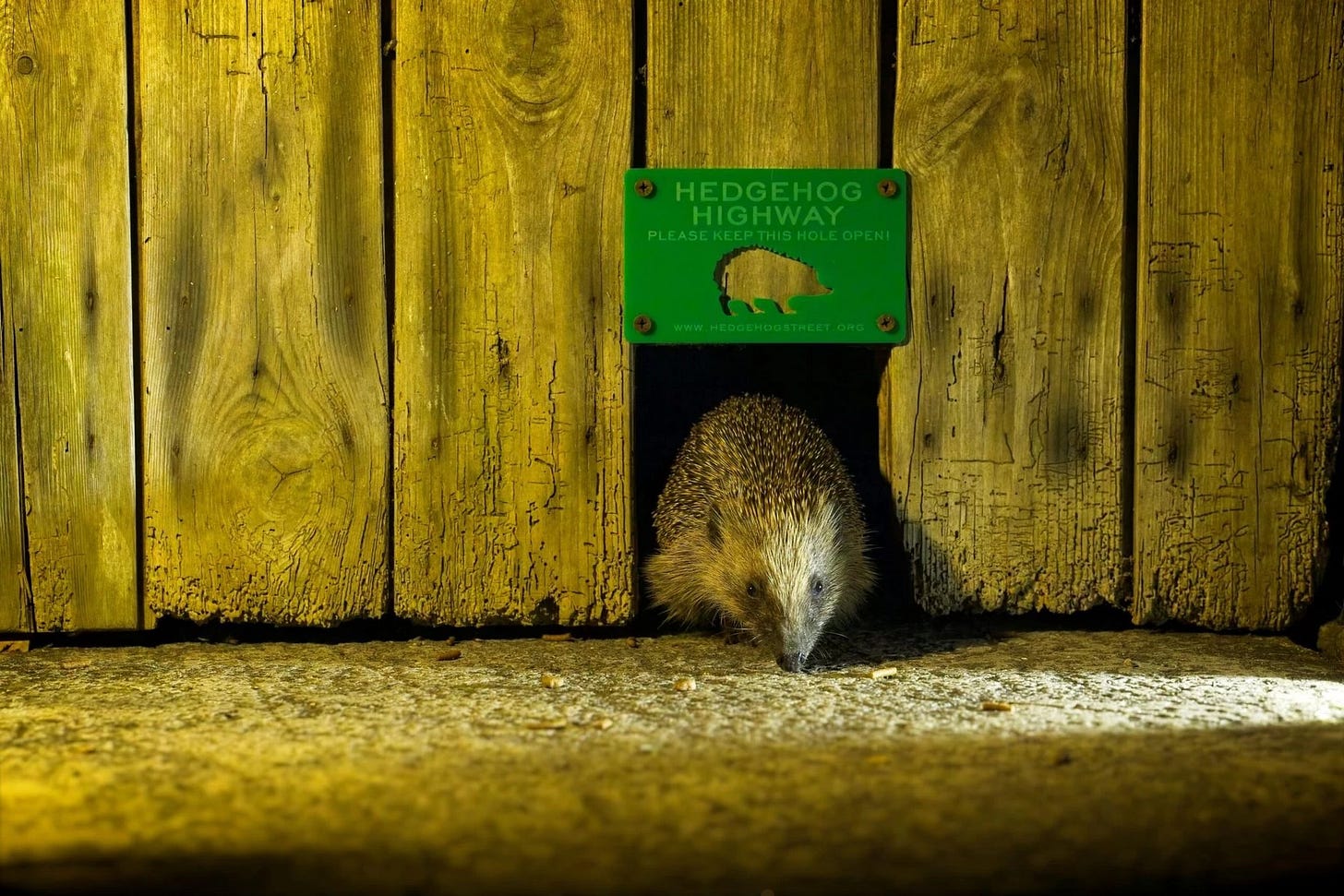 A hedgehog crawls through a small gate in a fence