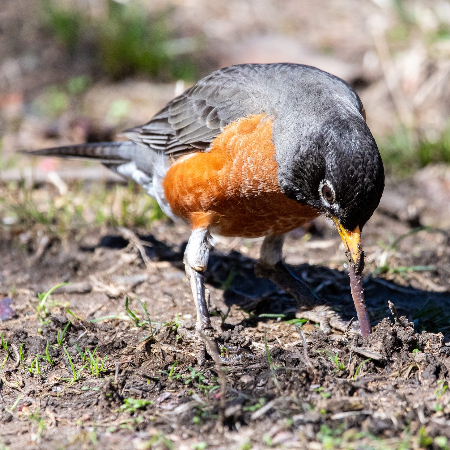 A mid-size bird with a black head, a gray back, and an orange breast is hunched over as it tugs a reluctant purplish annelid out of the soil