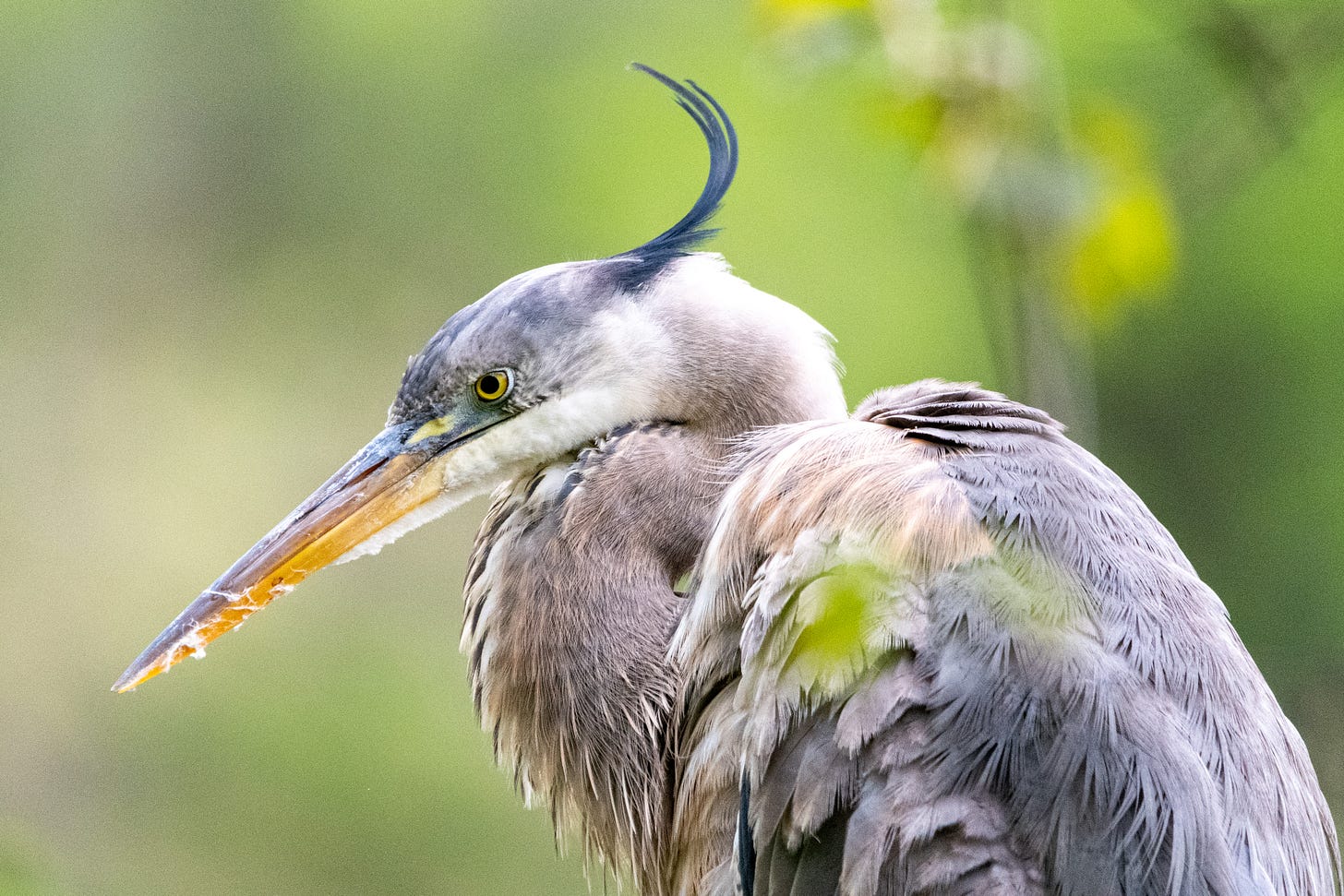 A great blue heron, its beak pointed downward sternly, its crest curling upward, Alfalfa-style