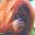 Bigfoot's avatar