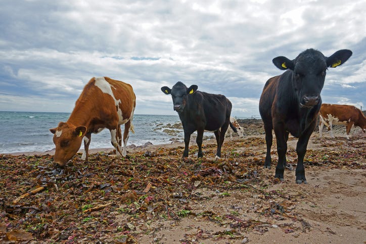 Cattle on the beach