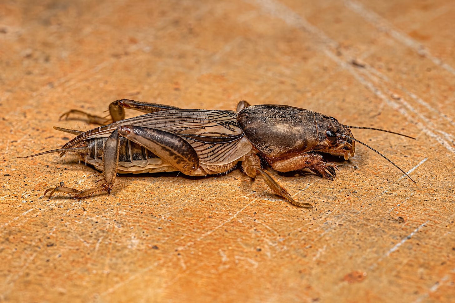 Image: Vinicius R. Souza / shutterstock.com