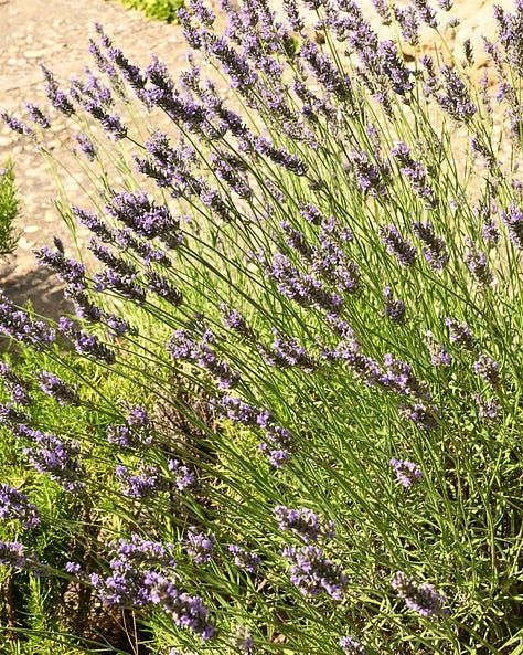 provence felt like a little tuscany in another decade